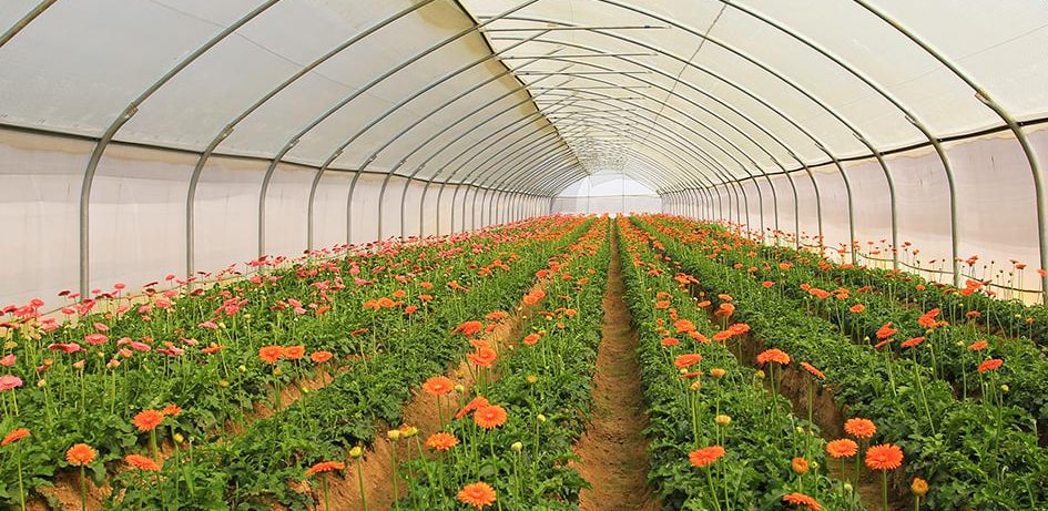 Polyhouse Farming: What is Polyhouse, Benefits, Types, Setup Cost in India & More's image
