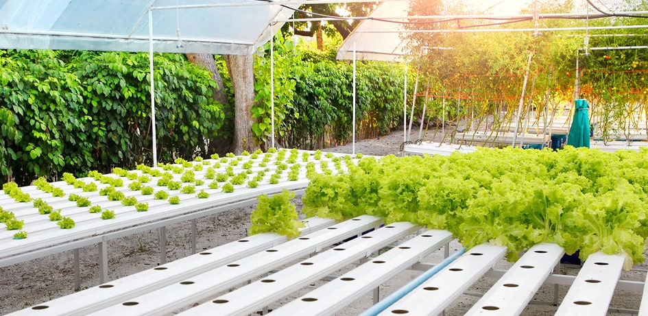 Know About Hydroponics Farming System, Benefits, Types, Setup Cost & More's image