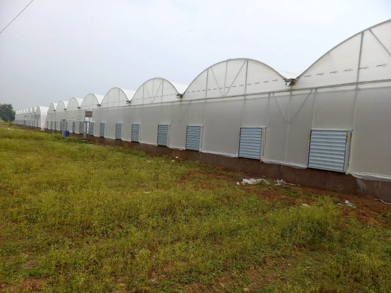 Greenhouse Development's image