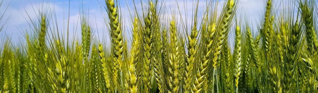 Scientists discover new drought-resilient wheat gene, suitable for drier soil conditions's image