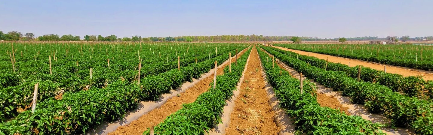Agriplast Ginegar Hole Mulch Image