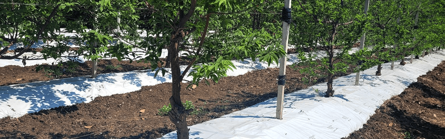 Agriplast Ginegar Orchard Mulch Image