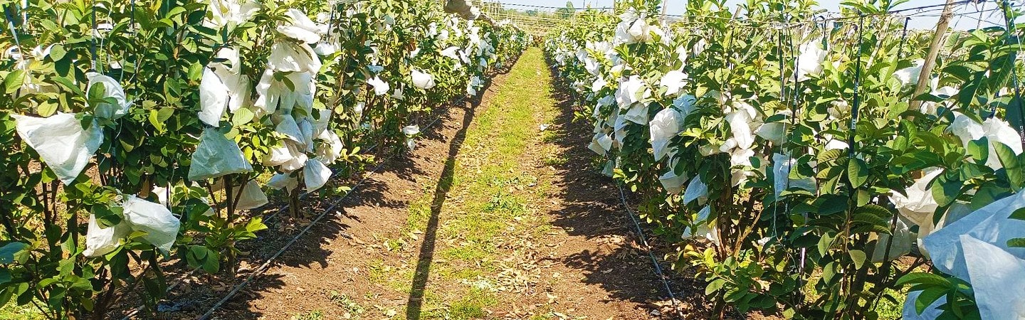 Agriplast Fruit Shield Cover Image