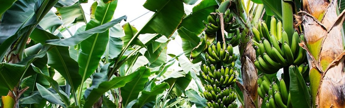 Agriplast Banana Shield Cover Image