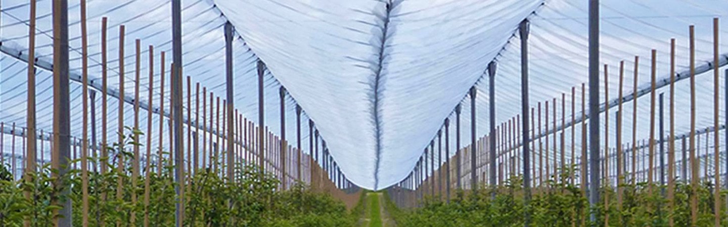 Ginegar Anti Hail Net Leno Image