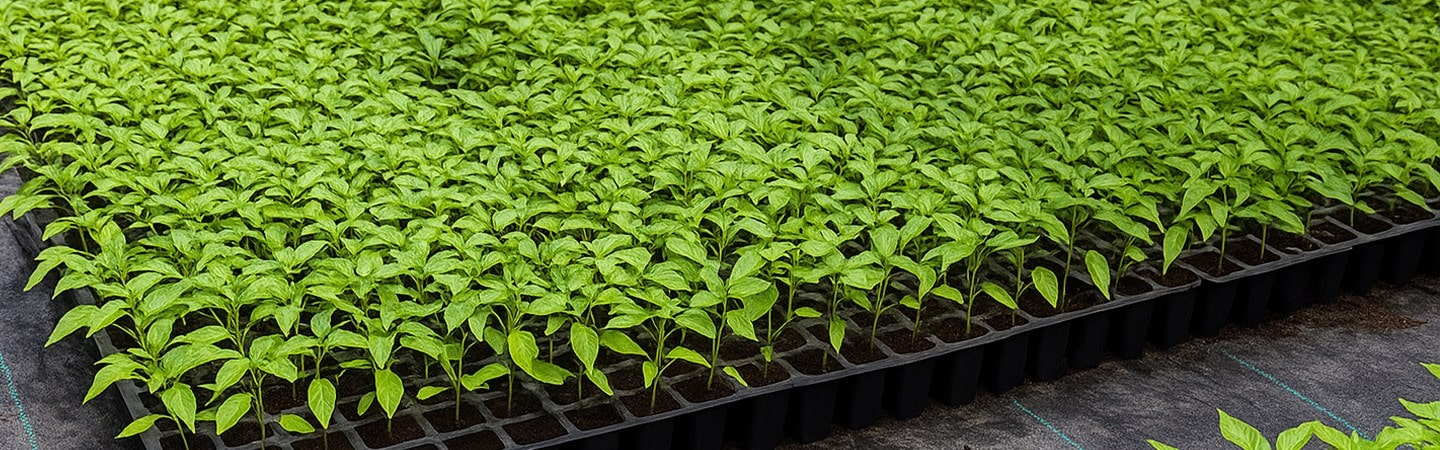 Seedling Tray Image