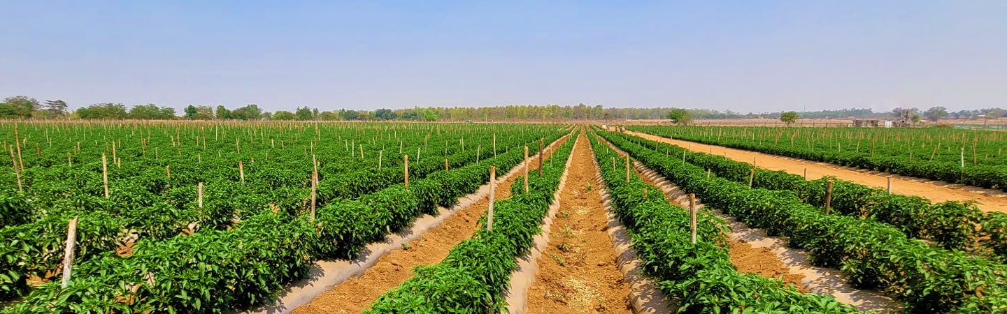 Mulching Image