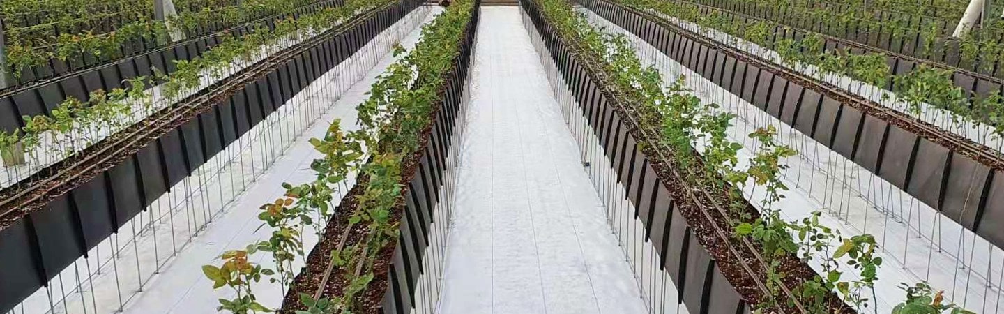 Soilless Growing Solutions Image