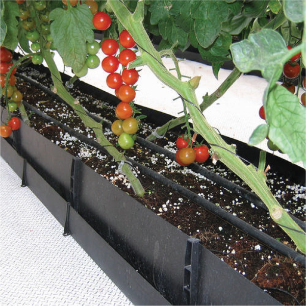 210 Open Type Mapal Strawberries Soilless Trough's image
