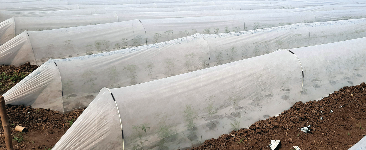 Agriplast Crop Shield Cover's image